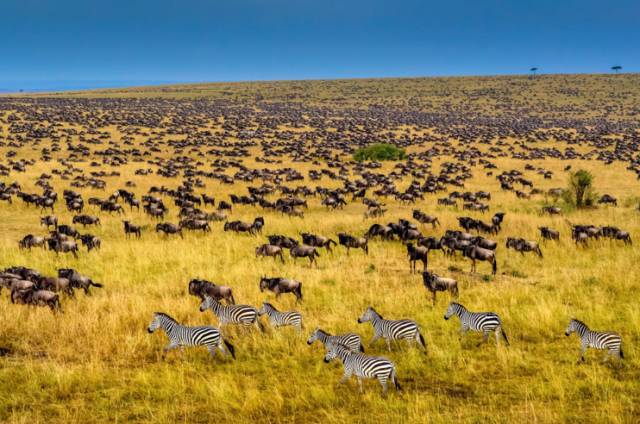 关于动物大迁徙的4个大误会|超赞坦桑尼亚最佳