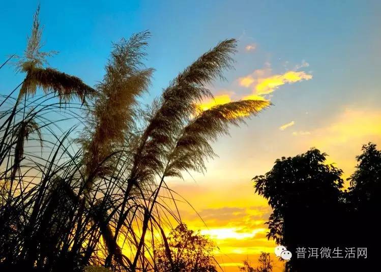 夕阳西下洗马河,普洱九月芦荻花