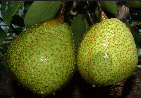 秋季宝宝吃梨的种类和方法