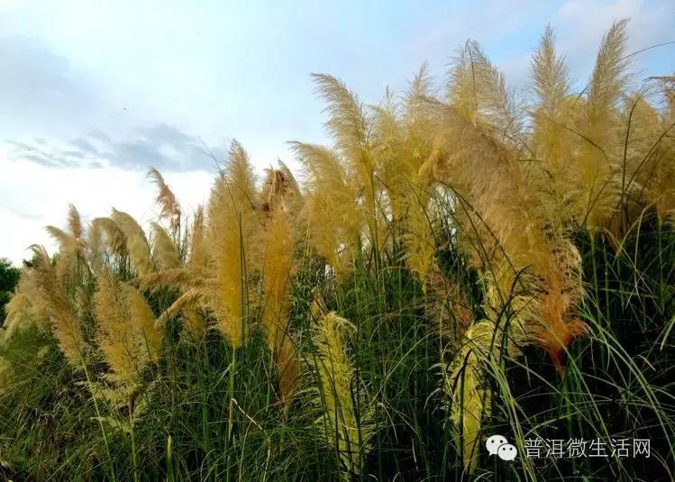 夜泊》沙高芦获黄 唐 司空曙《下武昌江行望涔阳》故垒萧萧芦荻秋