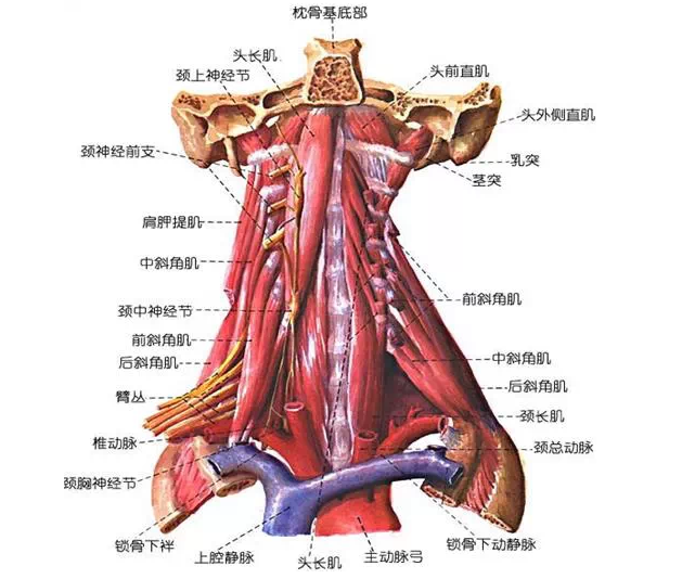 健康 正文  颈长肌,头长肌属于第二类,附着于颈椎前部,收缩时使颈前屈