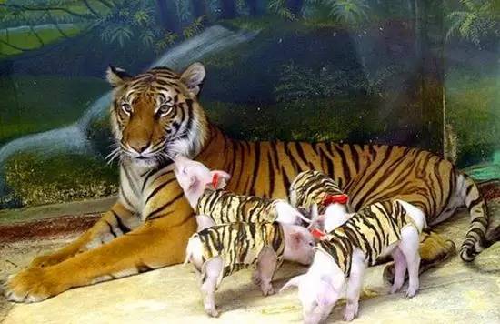 资讯 | 母虎丧子动物园用小猪崽扮虎宝宝代替