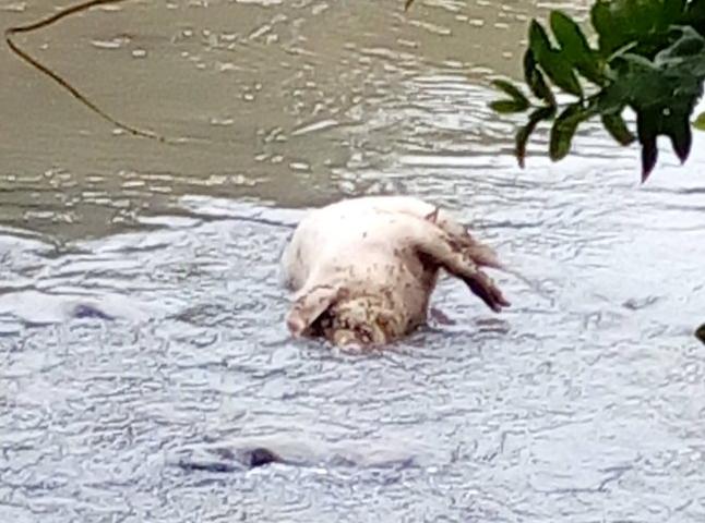 网爆祁禄山生猪养殖农户猪粪便直接冲河里,病死猪