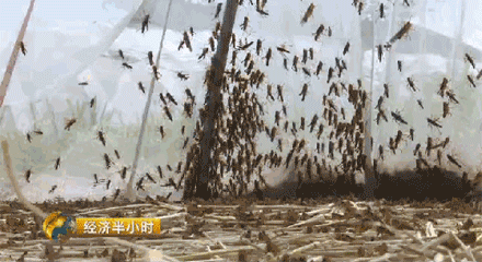此时,在尹秀芹的家乡安徽省亳州市已经有个别农户在养殖蚂蚱了,听说