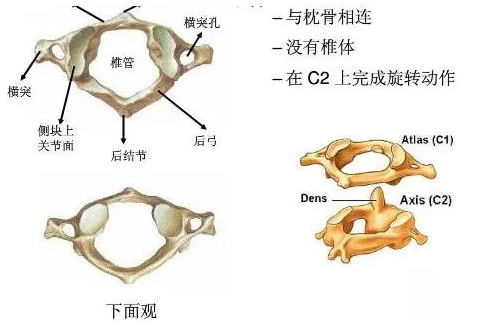 1,第一颈椎的特点   第一颈椎又叫寰椎,它没有椎体和棘突,由前后弓