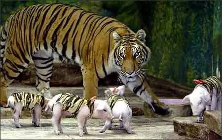 资讯 | 母虎丧子动物园用小猪崽扮虎宝宝代替
