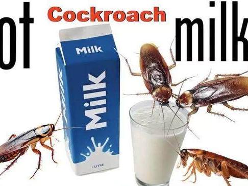 蟑螂奶比牛奶高3倍?街头奶茶店中奶茶有牛奶