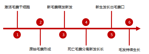 为何他人的脱发三个月就好？而你却重复的脱落