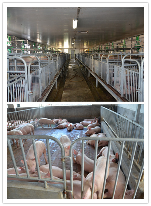 猪ok管理平台在漳州傲农种猪场大显身手