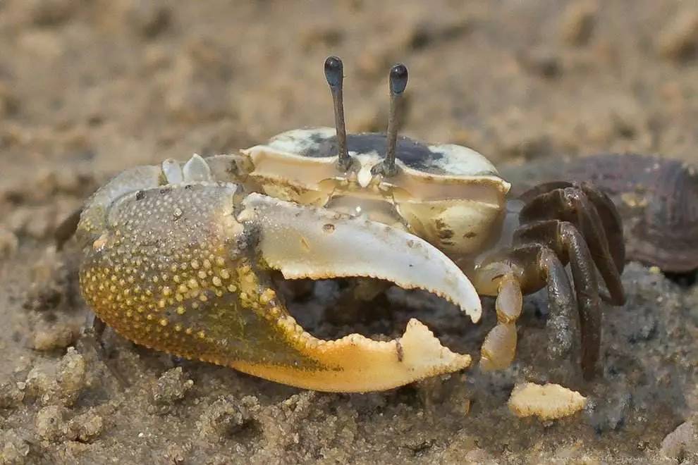 螃蟹的眼睛是对外界刺激的感应最为灵敏的部位,选螃蟹时可先触摸螃 