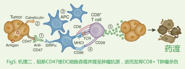 并提呈肿瘤相关抗原给cd8 t,进而发挥cd8 t对肿瘤的特异性杀伤作用[7]