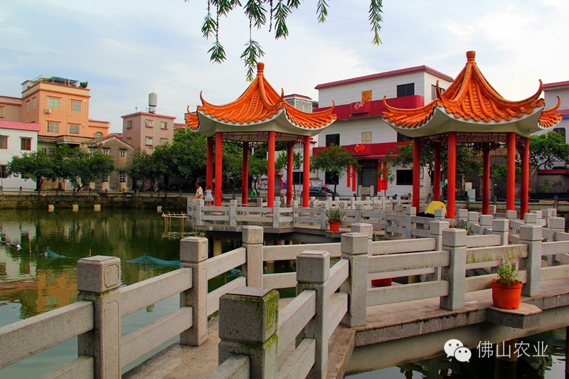 乐从葛岸村,沿着岭南水脉,邂逅神医奇缘