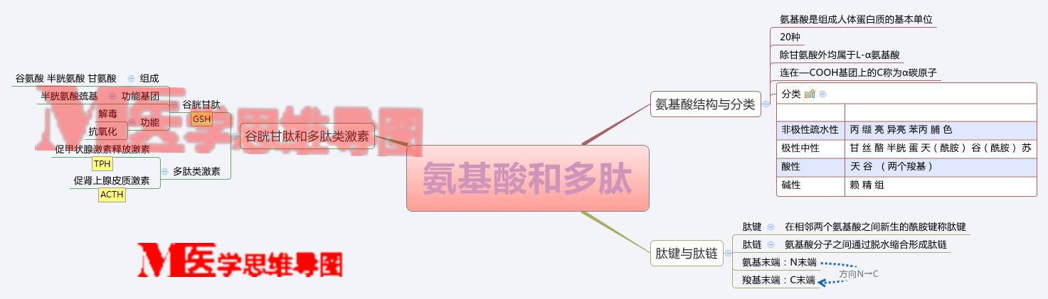 思维导图丨氨基酸和多肽