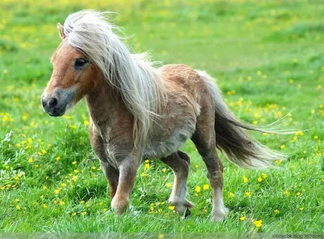 小矮马,为何你的头发和腿一样长