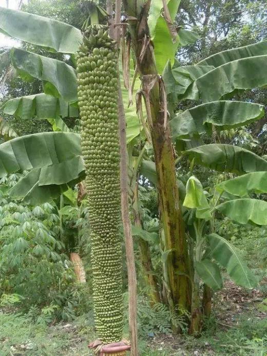 可以结上千个果实的香蕉树,为什么吃货看了不喜欢