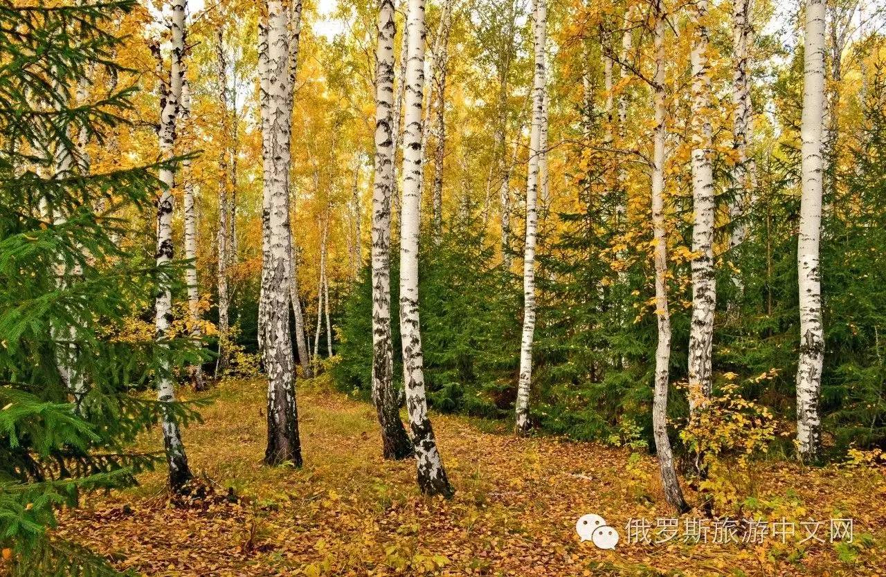 秋天的白桦林图片素材_免费下载_jpg图片格式_VRF高清图片500666015_摄图网