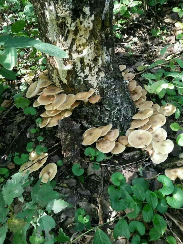 景区推介 || 苏家屯区白清寨乡水洞,别有洞天!