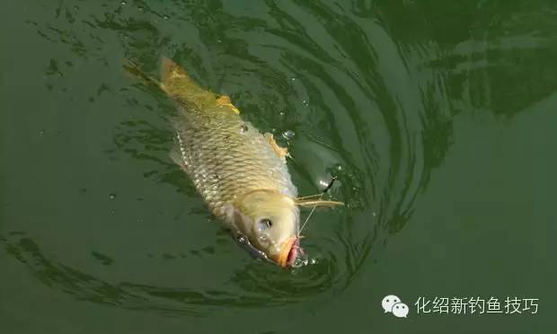 详解秋季钓鲤鱼的饵料搭配,上大鲤必看