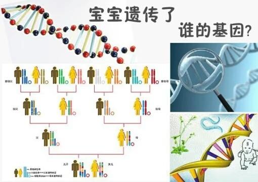 ——妈妈]    智力有一定的遗传性,同时遭到环境,营养,教育等后天要素