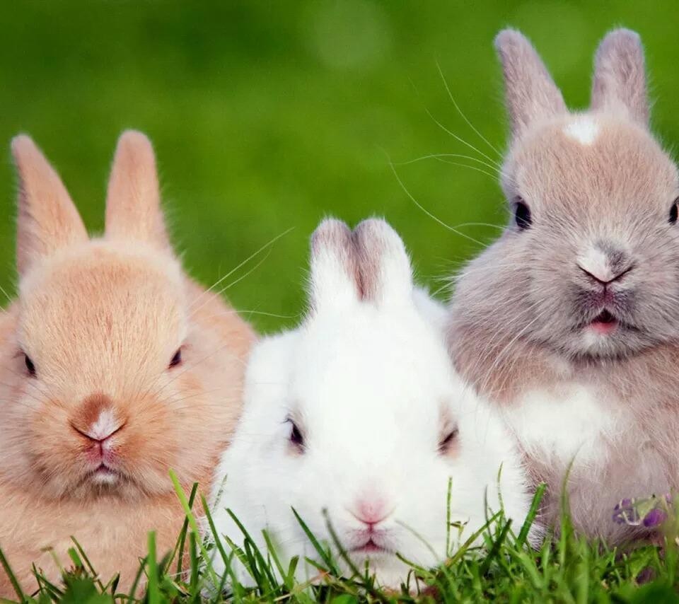 兔子抱胡萝卜猜成语_简笔画兔子抱胡萝卜(2)