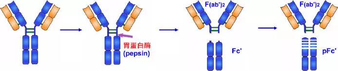 抗体的结构