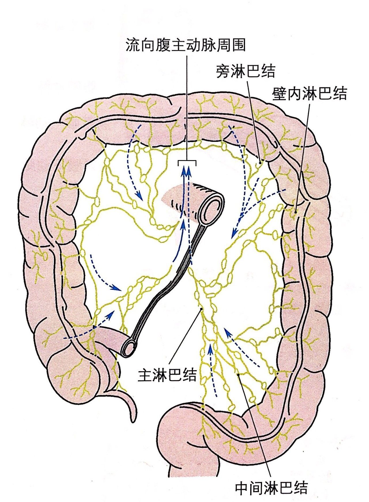 腹腔结构分布示意图-图库-五毛网