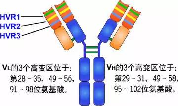抗体的结构