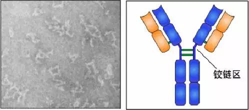时,铰链区发生扭曲,使ab的2个抗原结合点更好地与2个抗原决定簇互补