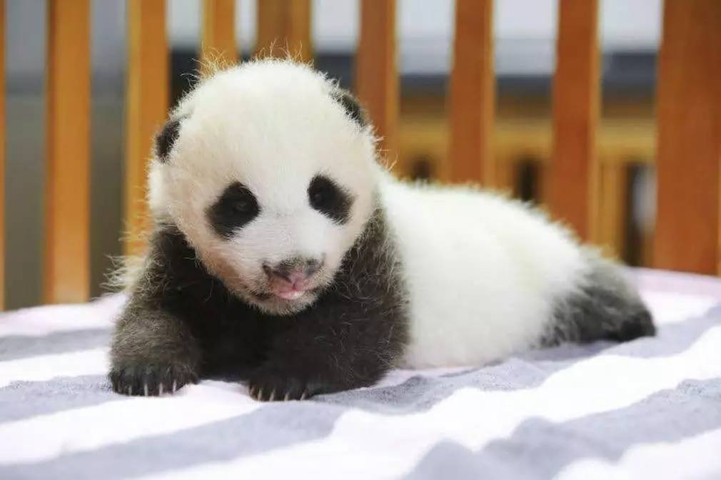 园的熊猫宝宝"花生"还有一位小明星这两天也很惬意除了你在葛优瘫嗯