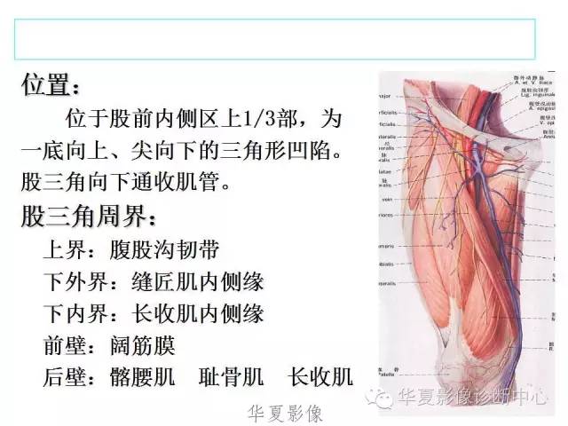 下肢高清解剖图