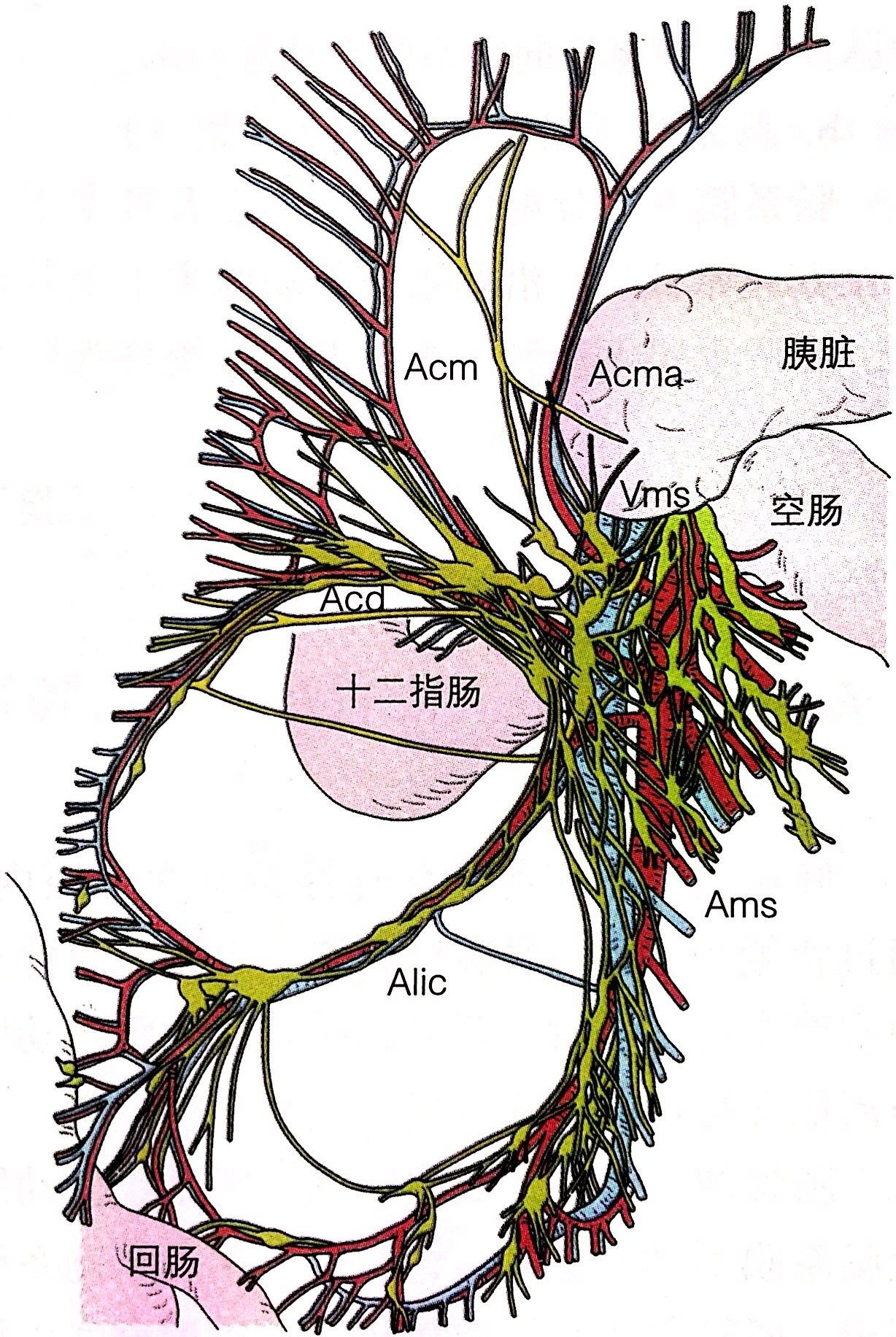 解剖笔记|结肠的淋巴回流