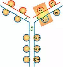 抗体的结构
