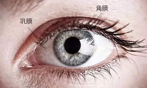 眼球示意图   其中黑眼球并不是黑色的,表层的角膜是无色透明状