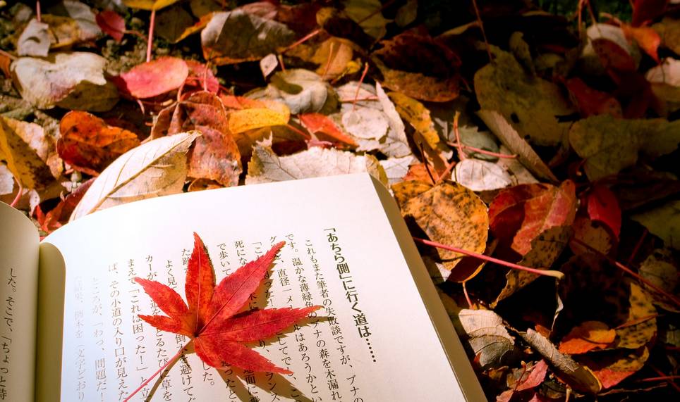 秋季赏枫最强攻略,来一趟日本红叶狩之旅吧!