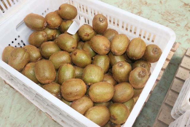 陕西猕猴桃栽种区：周至、眉县、武功猕猴桃批发价