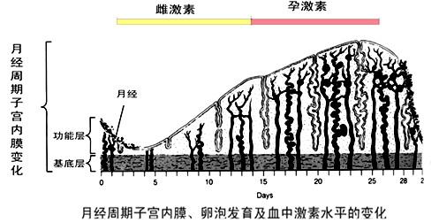 细说宫腔粘连别让无痛人流伤害你