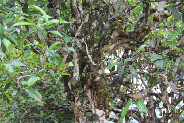 【详解山头茶】普洱茶古六大茶山之莽枝茶山