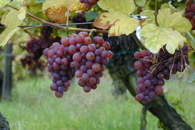 最新葡萄品种有哪些