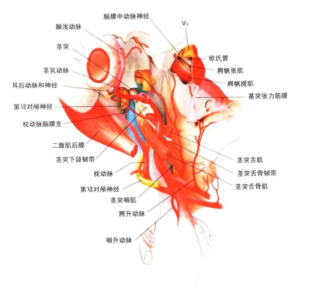 颈静脉球瘤的诊治