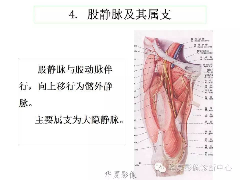 下肢高清解剖图