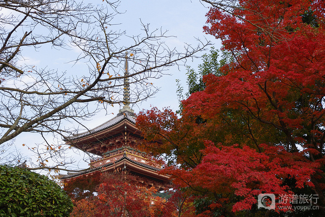 京都清水寺青龙会 看和田惠美设计的青龙