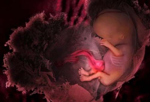 16周胎儿图