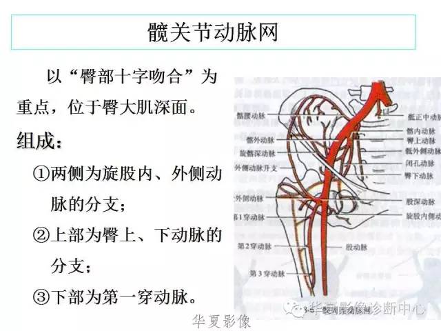 下肢高清解剖图