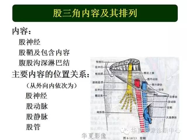 下肢高清解剖图