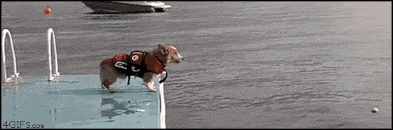 为什么狗狗一下水,图片就瞬间变了一个物种?