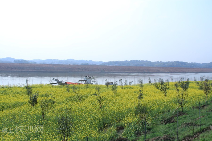 鹅洲岛在哪里?鹅洲岛图片库