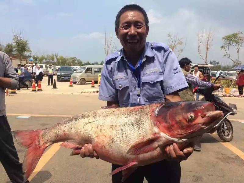 项目还提供了4800多平方米的场地供市民选购滇池鱼