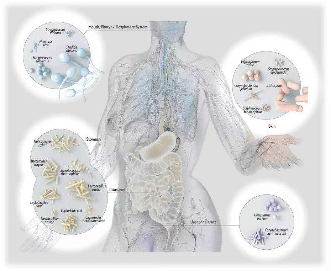 hmp#人体微生物和微生物组(ctga2016 nih nhgri)全英