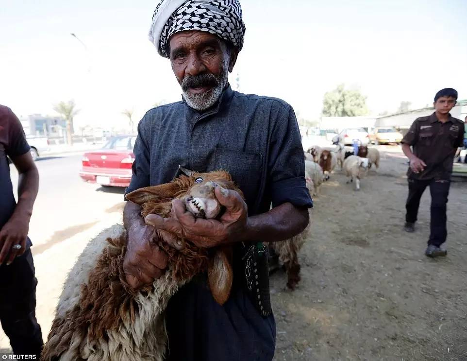 阿富汗人宰羊庆祝古尔邦节