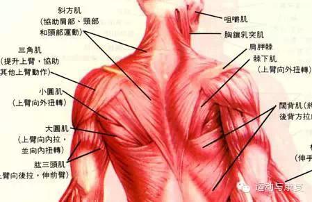 肩部评估——结构解剖 检查